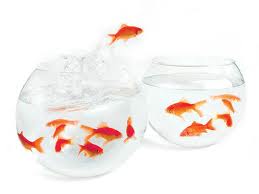change management