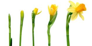 Stages of Management Development -check yours